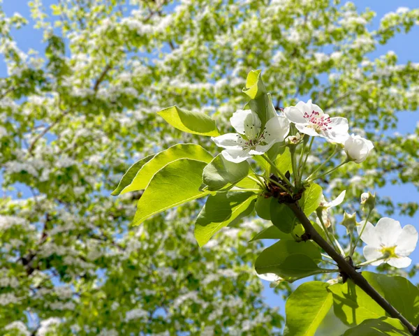 Bahar mevsiminde büyük beyaz çiçeklerle çiçek açan elma dalı (bahar arkaplanı beyaz çiçeklerle