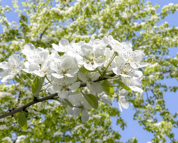 Blühender Apfelbaum Zweig Mit Großen Weißen Blüten Frühling Frühling Hintergrund — Stockfoto