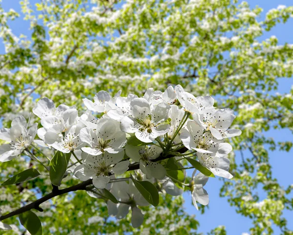 Bahar mevsiminde büyük beyaz çiçeklerle çiçek açan elma dalı (bahar arkaplanı beyaz çiçeklerle