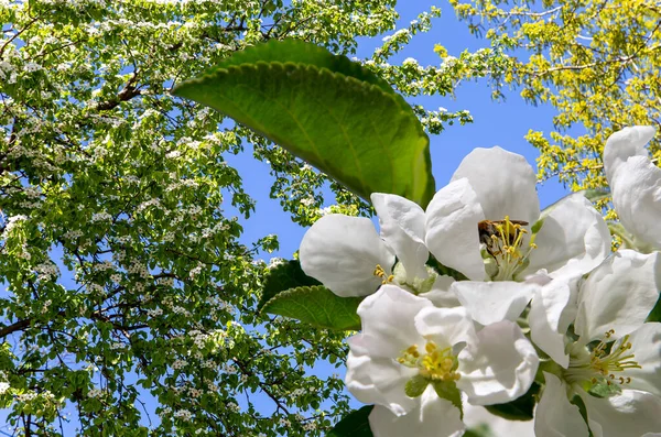 Bahar mevsiminde büyük beyaz çiçeklerle çiçek açan elma dalı (bahar arkaplanı beyaz çiçeklerle