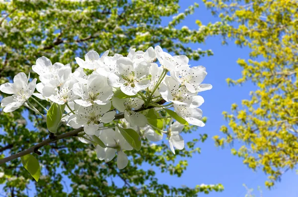 Bahar mevsiminde büyük beyaz çiçeklerle çiçek açan elma dalı (bahar arkaplanı beyaz çiçeklerle
