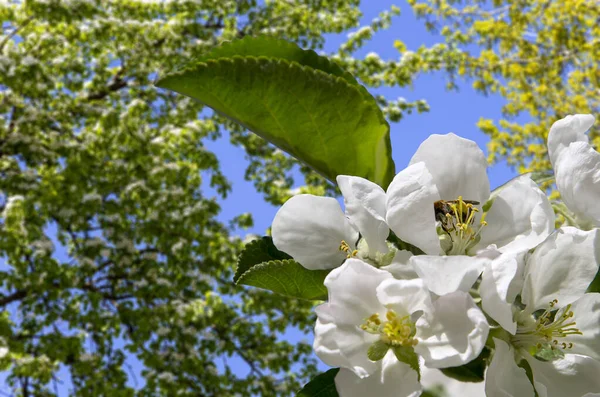Bahar mevsiminde büyük beyaz çiçeklerle çiçek açan elma dalı (bahar arkaplanı beyaz çiçeklerle
