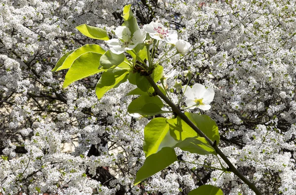 Bahar mevsiminde büyük beyaz çiçeklerle çiçek açan elma dalı (bahar arkaplanı beyaz çiçeklerle