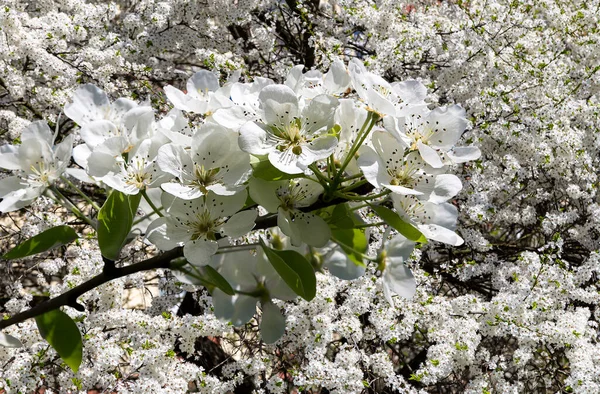 Bahar mevsiminde büyük beyaz çiçeklerle çiçek açan elma dalı (bahar arkaplanı beyaz çiçeklerle