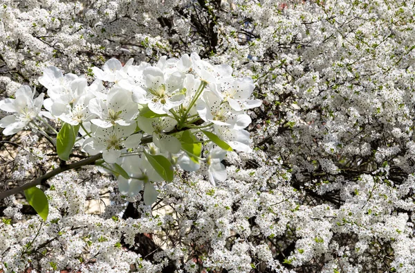 Bahar mevsiminde büyük beyaz çiçeklerle çiçek açan elma dalı (bahar arkaplanı beyaz çiçeklerle