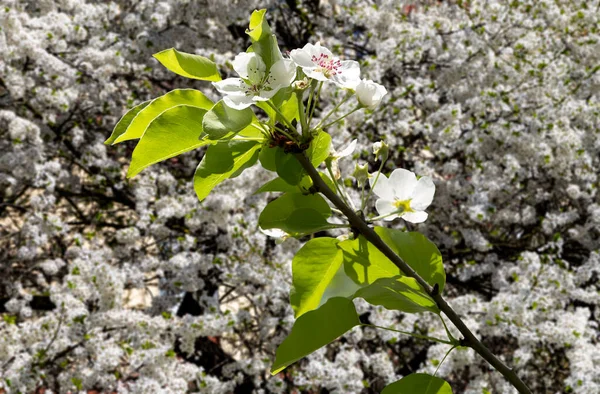 Bahar mevsiminde büyük beyaz çiçeklerle çiçek açan elma dalı (bahar arkaplanı beyaz çiçeklerle