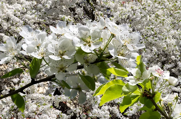 Bahar mevsiminde büyük beyaz çiçeklerle çiçek açan elma dalı (bahar arkaplanı beyaz çiçeklerle