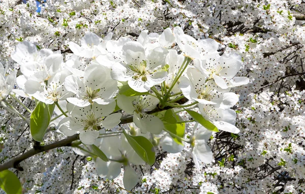 Bahar mevsiminde büyük beyaz çiçeklerle çiçek açan elma dalı (bahar arkaplanı beyaz çiçeklerle