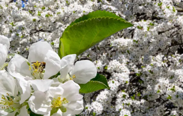 Bahar mevsiminde büyük beyaz çiçeklerle çiçek açan elma dalı (bahar arkaplanı beyaz çiçeklerle