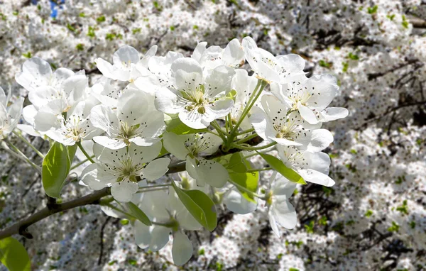 Bahar mevsiminde büyük beyaz çiçeklerle çiçek açan elma dalı (bahar arkaplanı beyaz çiçeklerle