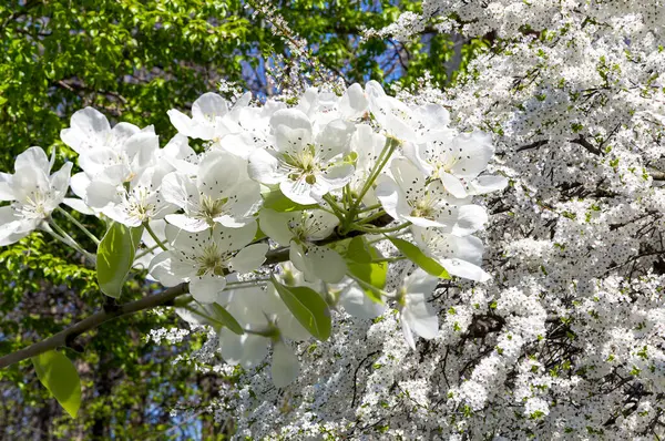 Bahar mevsiminde büyük beyaz çiçeklerle çiçek açan elma dalı (bahar arkaplanı beyaz çiçeklerle