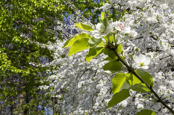 Bahar mevsiminde büyük beyaz çiçeklerle çiçek açan elma dalı (bahar arkaplanı beyaz çiçeklerle