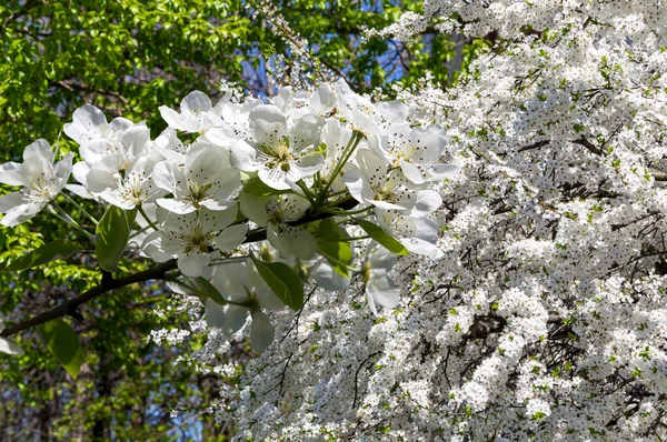 Bahar mevsiminde büyük beyaz çiçeklerle çiçek açan elma dalı (bahar arkaplanı beyaz çiçeklerle