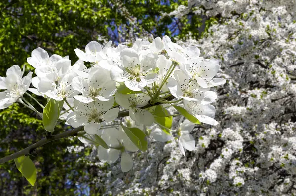 Blühender Apfelbaum Zweig Mit Großen Weißen Blüten Frühling Frühling Hintergrund — Stockfoto