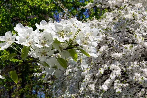 Bahar mevsiminde büyük beyaz çiçeklerle çiçek açan elma dalı (bahar arkaplanı beyaz çiçeklerle