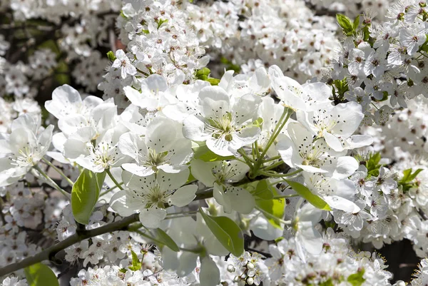 Bahar mevsiminde büyük beyaz çiçeklerle çiçek açan elma dalı (bahar arkaplanı beyaz çiçeklerle