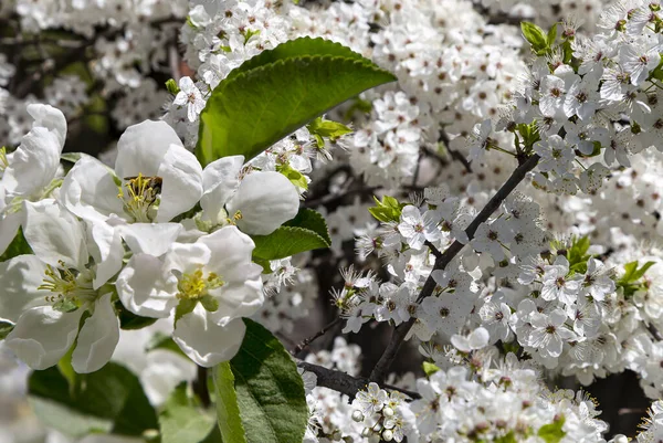 Bahar mevsiminde büyük beyaz çiçeklerle çiçek açan elma dalı (bahar arkaplanı beyaz çiçeklerle