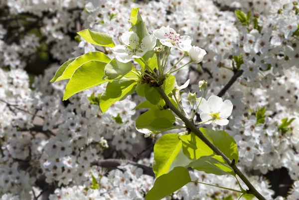 Bahar mevsiminde büyük beyaz çiçeklerle çiçek açan elma dalı (bahar arkaplanı beyaz çiçeklerle