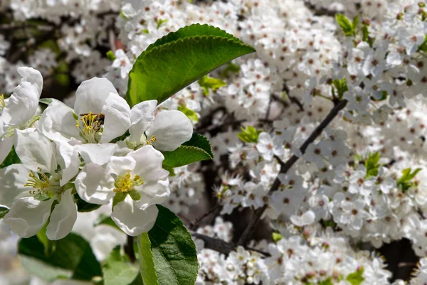 Bahar mevsiminde büyük beyaz çiçeklerle çiçek açan elma dalı (bahar arkaplanı beyaz çiçeklerle