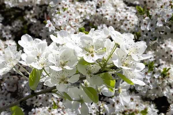 Bahar mevsiminde büyük beyaz çiçeklerle çiçek açan elma dalı (bahar arkaplanı beyaz çiçeklerle