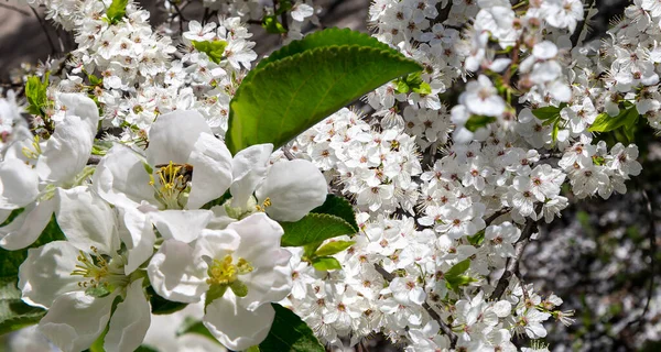 Bahar mevsiminde büyük beyaz çiçeklerle çiçek açan elma dalı (bahar arkaplanı beyaz çiçeklerle