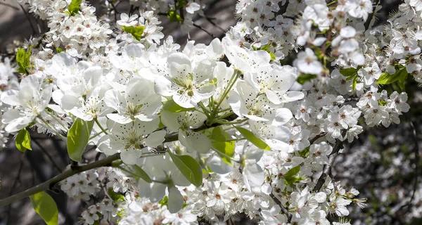Bahar mevsiminde büyük beyaz çiçeklerle çiçek açan elma dalı (bahar arkaplanı beyaz çiçeklerle