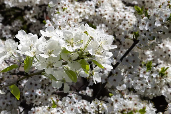 Bahar mevsiminde büyük beyaz çiçeklerle çiçek açan elma dalı (bahar arkaplanı beyaz çiçeklerle