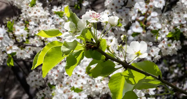 Bahar mevsiminde büyük beyaz çiçeklerle çiçek açan elma dalı (bahar arkaplanı beyaz çiçeklerle