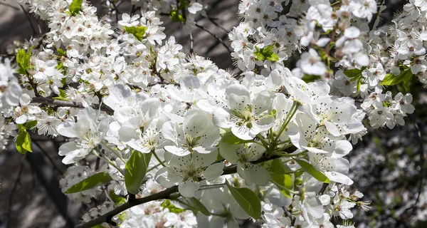 Bahar mevsiminde büyük beyaz çiçeklerle çiçek açan elma dalı (bahar arkaplanı beyaz çiçeklerle