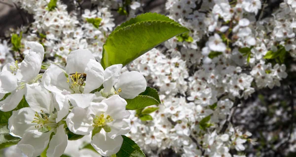 Bahar mevsiminde büyük beyaz çiçeklerle çiçek açan elma dalı (bahar arkaplanı beyaz çiçeklerle