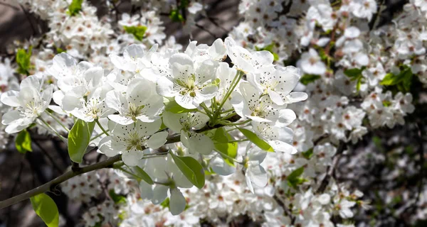 Bahar mevsiminde büyük beyaz çiçeklerle çiçek açan elma dalı (bahar arkaplanı beyaz çiçeklerle