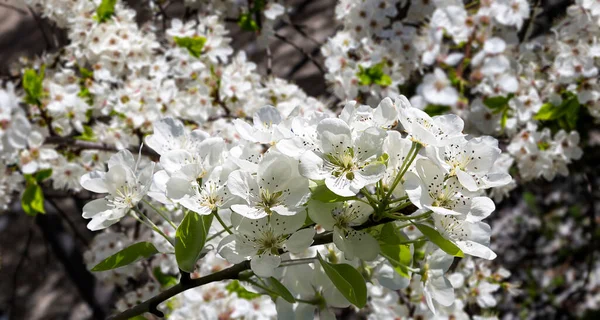 Bahar mevsiminde büyük beyaz çiçeklerle çiçek açan elma dalı (bahar arkaplanı beyaz çiçeklerle