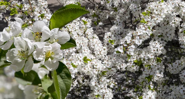 Bahar mevsiminde büyük beyaz çiçeklerle çiçek açan elma dalı (bahar arkaplanı beyaz çiçeklerle