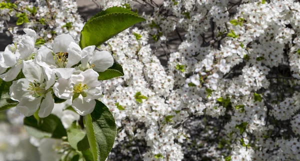 Bahar mevsiminde büyük beyaz çiçeklerle çiçek açan elma dalı (bahar arkaplanı beyaz çiçeklerle