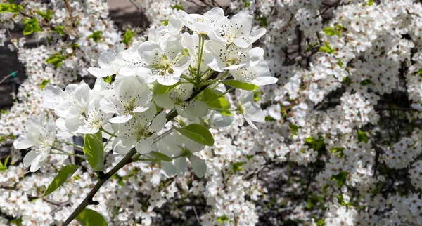 Blooming Apple Tree Branch Large White Flowers Spring Time Spring — Stock Photo, Image