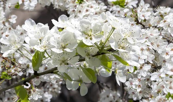Bahar mevsiminde büyük beyaz çiçeklerle çiçek açan elma dalı (bahar arkaplanı beyaz çiçeklerle