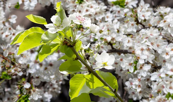 Bahar mevsiminde büyük beyaz çiçeklerle çiçek açan elma dalı (bahar arkaplanı beyaz çiçeklerle