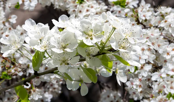 Bahar mevsiminde büyük beyaz çiçeklerle çiçek açan elma dalı (bahar arkaplanı beyaz çiçeklerle