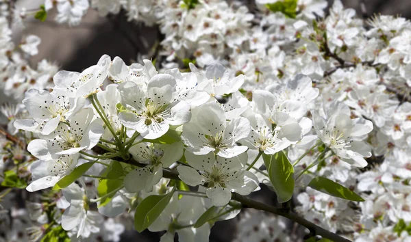 Bahar mevsiminde büyük beyaz çiçeklerle çiçek açan elma dalı (bahar arkaplanı beyaz çiçeklerle