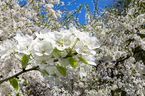 Blühender Apfelbaum Zweig Mit Großen Weißen Blüten Frühling Frühling Hintergrund — Stockfoto