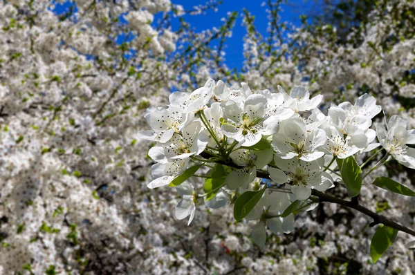 Blühender Apfelbaum Zweig Mit Großen Weißen Blüten Frühling Frühling Hintergrund — Stockfoto