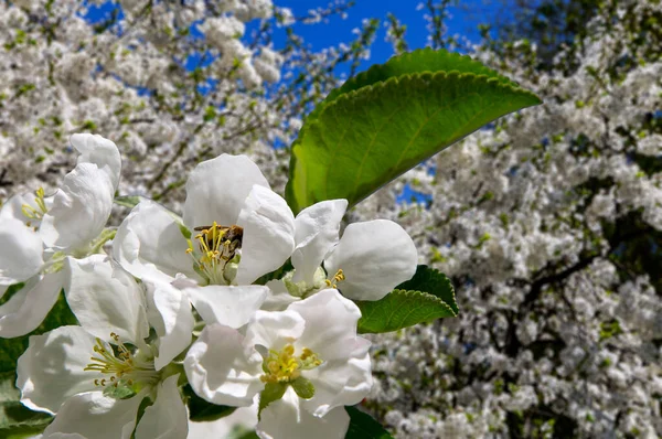 Bahar mevsiminde büyük beyaz çiçeklerle çiçek açan elma dalı (bahar arkaplanı beyaz çiçeklerle