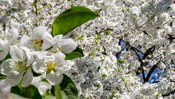 Bahar mevsiminde büyük beyaz çiçeklerle çiçek açan elma dalı (bahar arkaplanı beyaz çiçeklerle