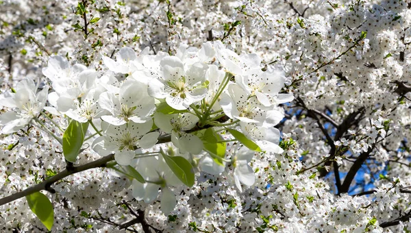 Bahar mevsiminde büyük beyaz çiçeklerle çiçek açan elma dalı (bahar arkaplanı beyaz çiçeklerle