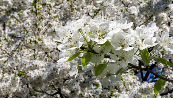 Bahar mevsiminde büyük beyaz çiçeklerle çiçek açan elma dalı (bahar arkaplanı beyaz çiçeklerle