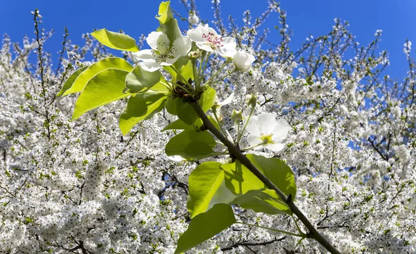 Bahar mevsiminde büyük beyaz çiçeklerle çiçek açan elma dalı (bahar arkaplanı beyaz çiçeklerle