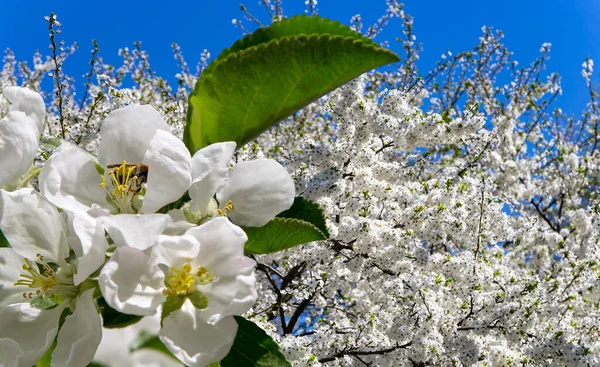 Bahar mevsiminde büyük beyaz çiçeklerle çiçek açan elma dalı (bahar arkaplanı beyaz çiçeklerle