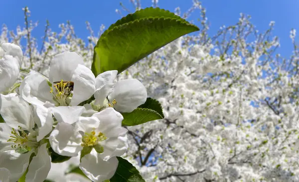Bahar mevsiminde büyük beyaz çiçeklerle çiçek açan elma dalı (bahar arkaplanı beyaz çiçeklerle