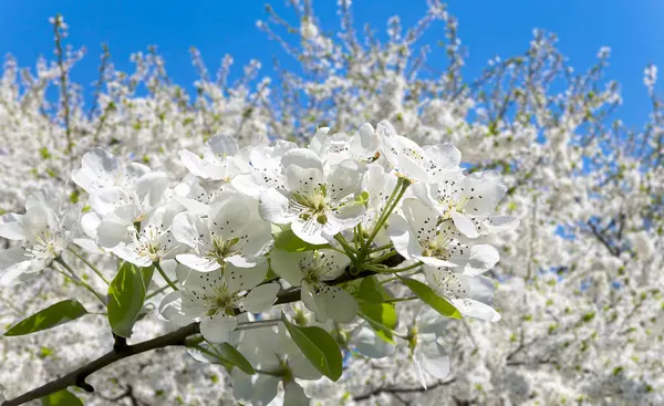 Blühender Apfelbaum Zweig Mit Großen Weißen Blüten Frühling Frühling Hintergrund — Stockfoto