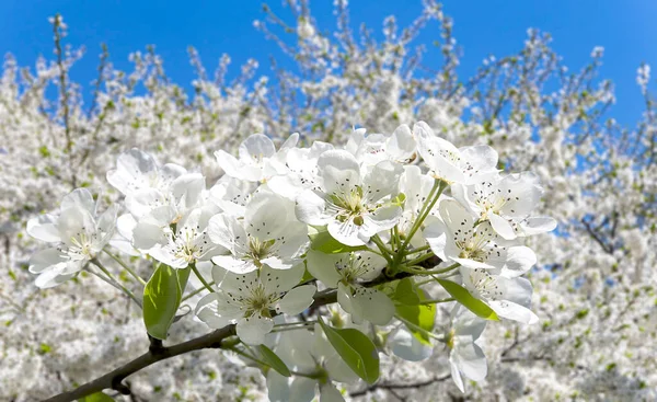 Bahar mevsiminde büyük beyaz çiçeklerle çiçek açan elma dalı (bahar arkaplanı beyaz çiçeklerle
